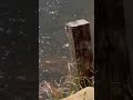 When the frogs are biting