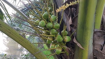 CÂY DỪA XIÊM  MIỀN BẮC RA HOA VÀ PHÁT TRIỂN NHƯ THẾ NÀO...