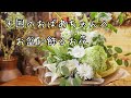 花屋のショート動画 お盆におばあちゃんへお供えするのお花