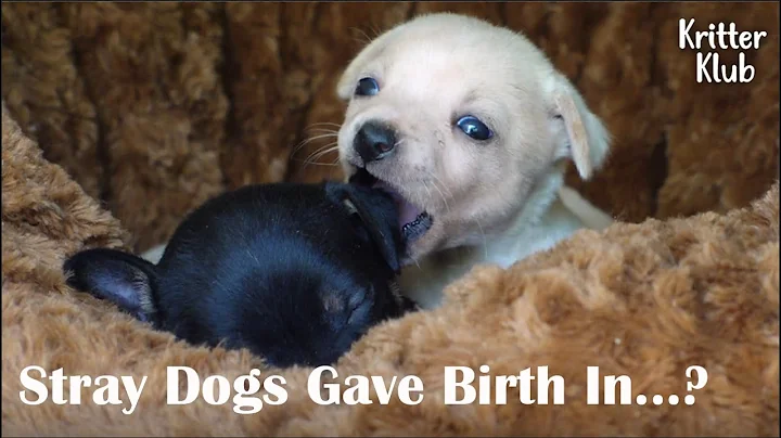 Surprising Spot That Two Stray Dogs Found To Give Birth😮 (Part 1) l Kritter Klub - DayDayNews