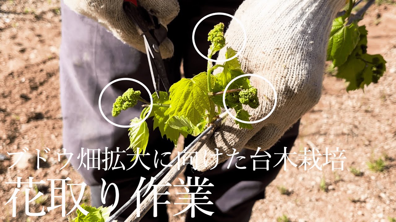 ブドウ畑から始まる職人ワイン造り ブドウ栽培から仕込みまで