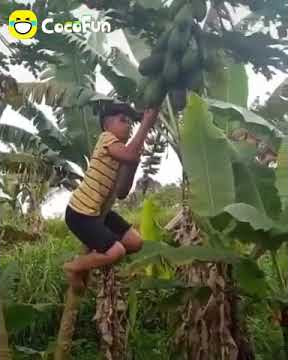 Jatuh dari pohon pepaya viral