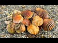 Coastal foraging for scallops clams cockles in the rain family beach cookup  the fish locker