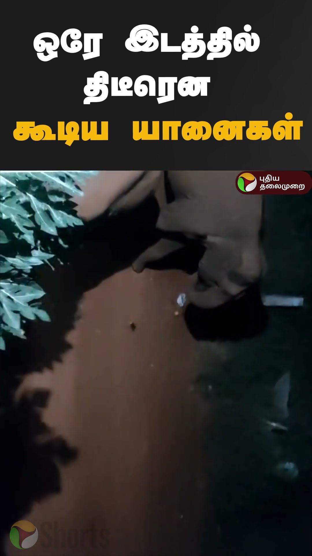 ஒரே இடத்தில் திடீரென கூடிய யானைகள் | #shorts | #elephant | #coimbatore
