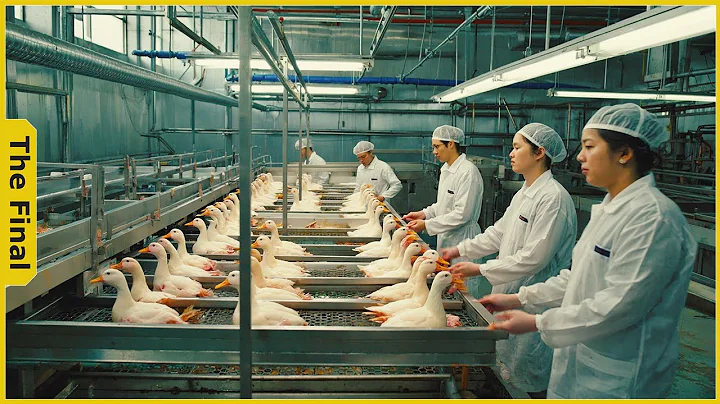 How Chinese Farmers Make $800,000 From A Duck Farm With 80,000 Ducks - Farming Documentary