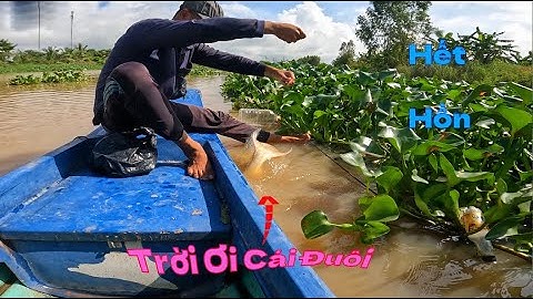 Thăm câu cá tra , mai mắn đến với lưỡi cuối cùng #đồngcárô