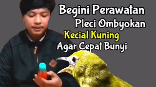 Begini Perawatan Pleci Ombyokan Kecial Kuning Agar Cepat Bunyi & Gacor (7/08/20)