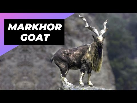 Video: Nominare la tua capra