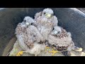 Kestrel Chicks Given ID Rings