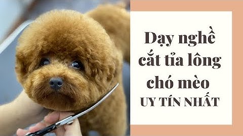 DẠY NGHỀ CẮT TỈA LÔNG CHÓ MÈO THEO CHUẨN QUỐC TẾ | HỌC NGHỀ CHĂM SÓC THÚ CƯNG UY TÍN NHẤT VIỆT NAM !