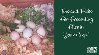 Tips and Tricks for Preventing Flies in Your Coop!