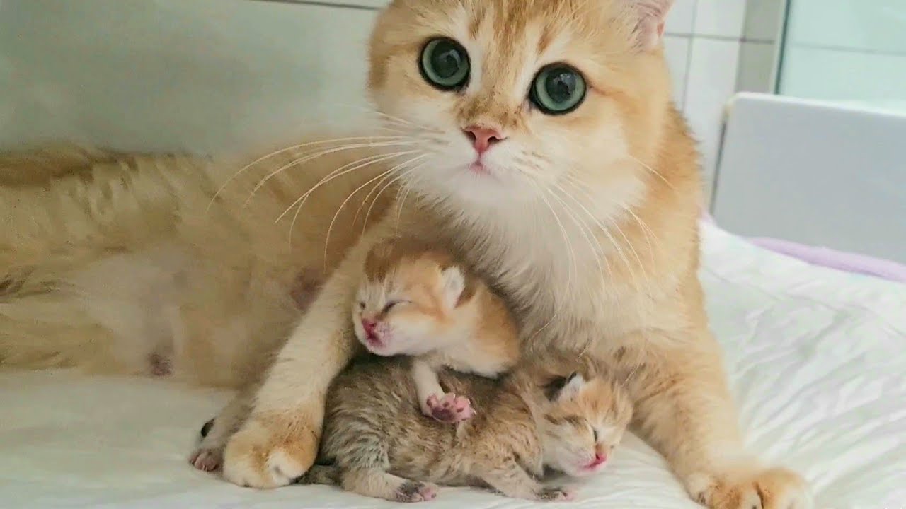 The Cat with Big Eyes is happy to born her cute baby kittens ...