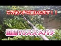 庭師ＶＳスズメバチ　【テレビでは絶対放送されない蜂の巣駆除の方法】part5 #庭師のVlog channel