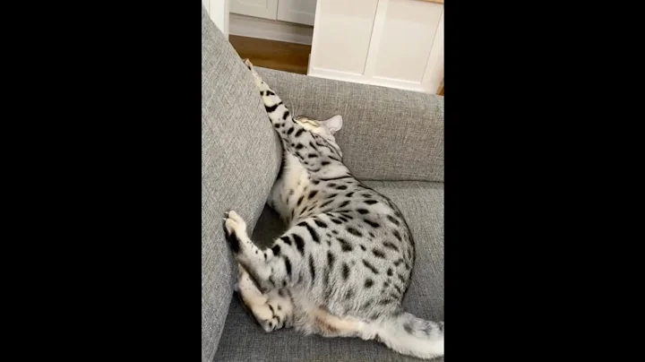 Watch the video about Bengal attacks couch... and then human's foot!