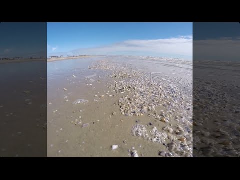 Video: Apa itu pasir coquina?