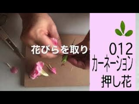 カーネーションの押し花の作り方 Youtube