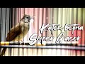 Download Lagu Kapas Tembak BETINA super Gacor