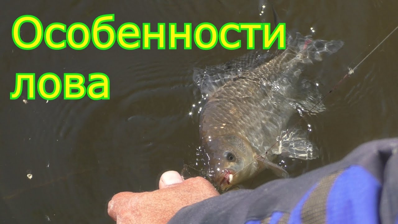 Рыбалка.  Ловля на пружины на течении и разговор с индюком. My fishing