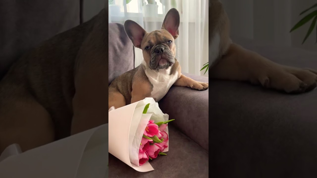 #music #remix #hiphop #dj #bulldogfrances #frenchbulldog #frenchie #bulldog #frenchbulldoglife