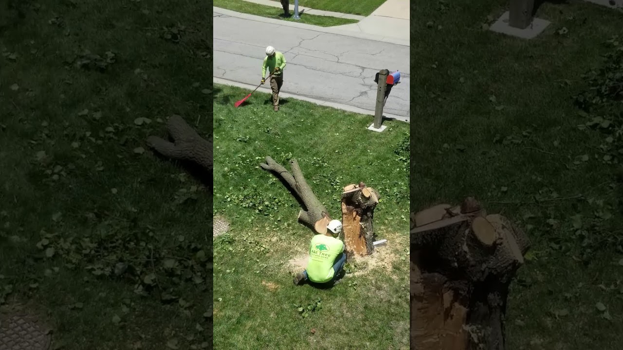 Storm Damaged Tree Removal A&E Kansas City