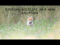 PHOTOGRAPHING FOXES, ROE DEER and HARES in a NEW LOCATION - WILDLIFE VLOG