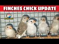 Finches Chick Update || MG BIRDS WORLD