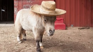 Miniature Horse Is Becoming An Internet Star