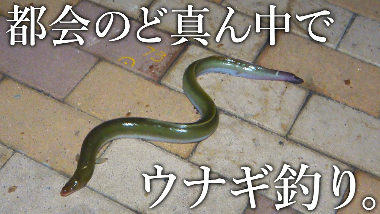 夏の夜はうなぎのぶっ込み釣り 雨後の足場の良い河川で連発 Youtube