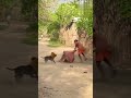 Short viral video 😍🥰🤩