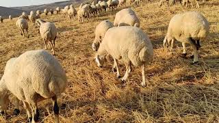 Candan ileri   türkülerin çobanı Tarık kara Resimi