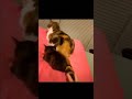 When kitten is beaten for no reason