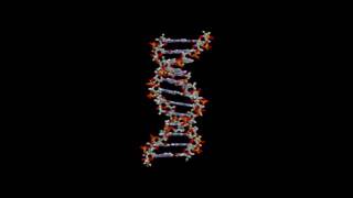 Топология ДНК (рассказывает биофизик Максим Франк-Каменецкий)