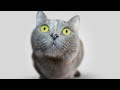 猫好き動画