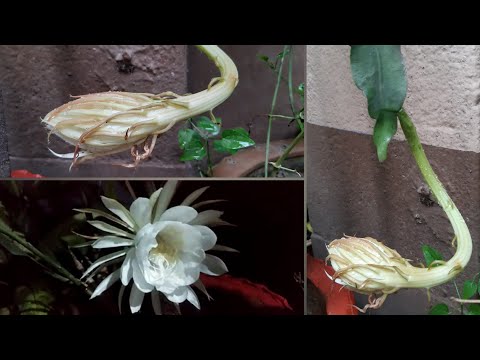 Queen Of The Night || First Time Bloom In Our Garden || Grow And Care Tips... 18082021