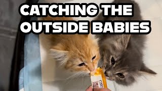 Rescuing the outside kittens!