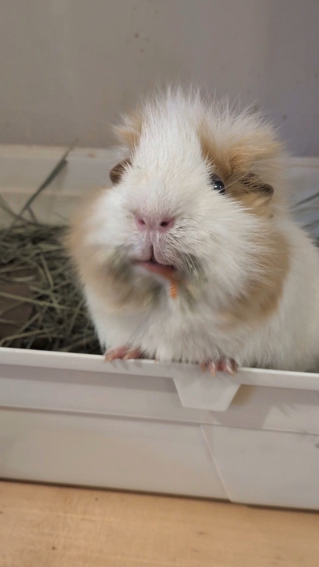 Graphic content!? A guinea pig eating a tomato turns into a