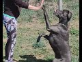 Tough Cane Corso at work! #shorts