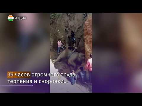 В Индии слона 36 часов вытаскивали из ямы