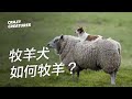 一隻牧羊犬如何放養數百隻羊？| 奇怪動物紀錄片