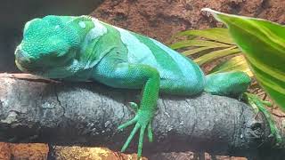Scaly Slimy Amphibian (Most Cool Titicaca Water Frog) & Reptile Spectacular At Zoo Atlanta