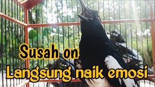 AMPUH‼️KACER SUSAH ON JADI GAMPANG ON KONSLET FULL ISIAN TANPA MENUNGGU LAMA LANGSUNG RESPON