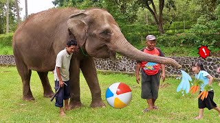 Kasih Makan Gajah di Borobudur | Mengenal Binatang untuk Anak Anak