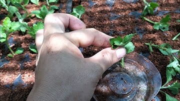 nhà tôi nhân giống cúc mâm xôi hoa Tết 2024