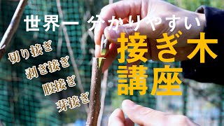 接ぎ木のやり方と方法【簡単で成功率が高いコツ】