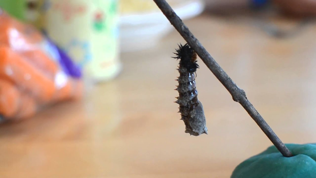 Mourning Cloak caterpillar turning into a chrysalis - YouTube
