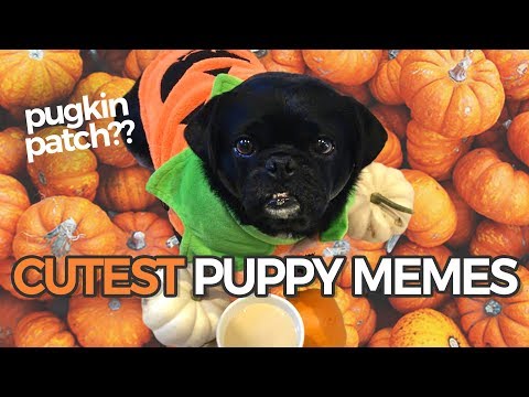 cutest-puppy-memes-compilation-ever
