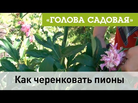 Голова садовая -Как черенковать пионы