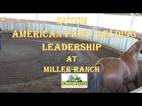 American Paint Horse, Gelding 10 Years - Leadership Training at Miller-Ranch