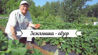 Земляника обзор сортов