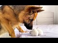 German Shepherd Reacts to Tiny Bunnies